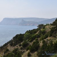 Природа Крыма :: Amazing Cosmea