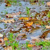 ЭТЮД... :: Elvira E. ЭТЮД... :: Elvira E.