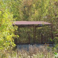 люди ушли. пришли деревья :: Елена Шаламова