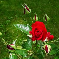 Многодетная мамаша :: Светлана 