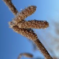 Стрелка :: Ольга Савельева 