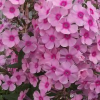 Флоксы :: Freddy 97 Флоксы :: Freddy 97