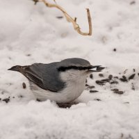 Остроносый. :: Вадим Басов