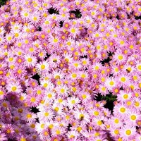 Из Никитского сада :: Татьяна Тюменка Из Никитского сада :: Татьяна Тюменка