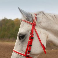 Символ года_Доброты :: Римма Волченко