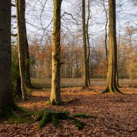 Лесопарк в январе... :: Николай Гирш Лесопарк в январе... :: Николай Гирш