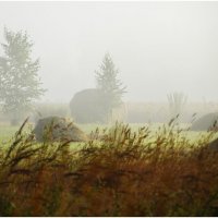 УТРО ТУМАННОЕ... :: DianaVladimirovna 