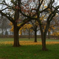 Опадают последние листья :: Юрий. Шмаков