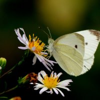 опять про бабочек...181 :: Александр Прокудин опять про бабочек...181 :: Александр Прокудин