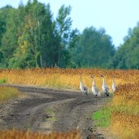 Перед отлетом :: Михаил Белоусов Перед отлетом :: Михаил Белоусов