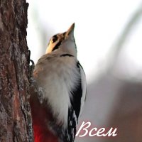 *** :: Любовь Сахарова