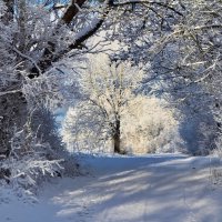 Зимний лес :: Marina Pavlova