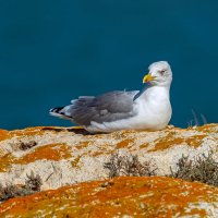 чайка :: Виталий Емельянов