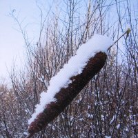 Рогоз в снегу :: Людмила Смородинская Рогоз в снегу :: Людмила Смородинская
