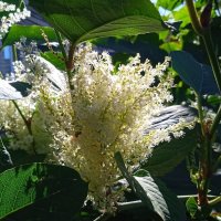 сентябрь :: Елена Шаламова