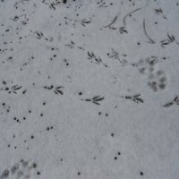 январские следы :: Елена Шаламова январские следы :: Елена Шаламова