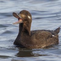турпан. :: юрий макаров турпан. :: юрий макаров
