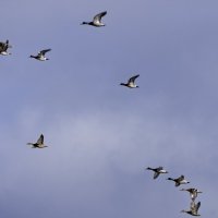 Летять утки, а сними четыре гуся... МДА... :: Игорь Сикорский Летять утки, а сними четыре гуся... МДА... :: Игорь Сикорский