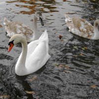 Лебеди в городском парке :: Рита Симонова Лебеди в городском парке :: Рита Симонова