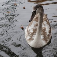 Лебеди в городском парке :: Рита Симонова