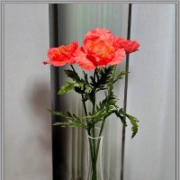 Маки :: Ольга Довженко