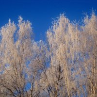 Морозным днем :: Елена Семигина