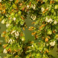 Краски лета. Цветущий конский щавель.  г. Миасс, Машгородок. :: Алексей Трухин