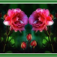 Сладкая парочка :: Владимир Кроливец Сладкая парочка :: Владимир Кроливец