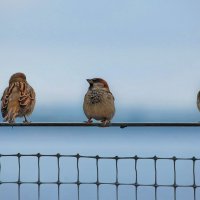 Посиделки у Финского залива. :: Татьяна Бравая Посиделки у Финского залива. :: Татьяна Бравая