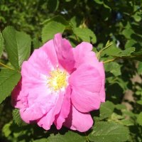 Простенькая,но приятно пахнет) :: Натали 