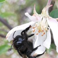 *** :: Зоя Мишина *** :: Зоя Мишина