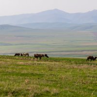 Казахстан. Шымкент. :: Андрей Щукин
