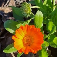 Улыбка солнышку :) :: Наталья 