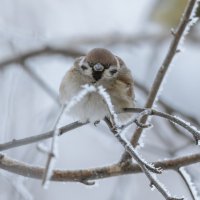ДО ЧЕГО ЖЕ ХОЛОДНО! :: Володька Завитушкин