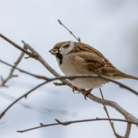 ***** :: Володька Завитушкин ***** :: Володька Завитушкин