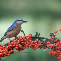 Просто красиво. :: Светлана Ивановна Медведева Просто красиво. :: Светлана Ивановна Медведева