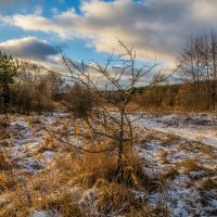 Подмосковный декабрь 5 :: Андрей Дворников Подмосковный декабрь 5 :: Андрей Дворников