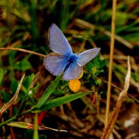 опять про бабочек...186 :: Александр Прокудин