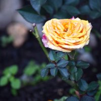 Роза середины декабря. :: Юрий Полторыхин. Роза середины декабря. :: Юрий Полторыхин.