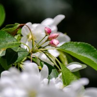 *** :: Виктор Иванович Чернюк *** :: Виктор Иванович Чернюк