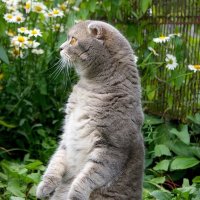 Враг не пройдет! :: Галина Нестратова