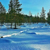 Январь...Моя лыжня! :: Владимир 