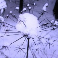 В шапочке :: Людмила Смородинская