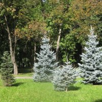 Три голубые ёлочки :: Дмитрий Никитин Три голубые ёлочки :: Дмитрий Никитин