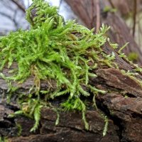 *** :: Ольга Попова (popova/j2011)