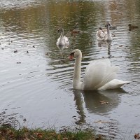 Лебеди в городском парке :: Рита Симонова Лебеди в городском парке :: Рита Симонова