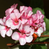 Герань :: Галина Нестратова Герань :: Галина Нестратова