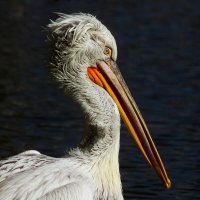 Я вся такая несуразная, такая угловатая, такая противоречивая вся… :: Юрий. Шмаков