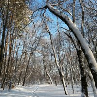 На лесных тропинках декабря :: Андрей Заломленков На лесных тропинках декабря :: Андрей Заломленков