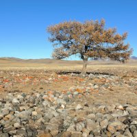 Одинокие... :: владимир 